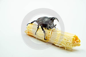 Image of Dynastinae Rhinoceros Beetle, Horn Beetle, kabutomushi Hanging Eating Sugar Cane Isolate on white Background. Insect. Ani