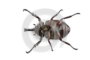 Image of dynastinae on white background. Insect. Animal. Dynastinae is fighter of the mountain in from Thailand