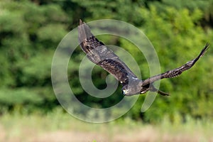 an image of an eagle flying in the sky above some grass