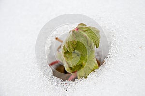 Image of early sprout appearing from melting snowcover