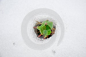 Image of early sprout appearing from melting snowcover