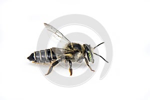 Image of Eastern cucurbit bee or Long horned bee Peponapis pruinosa isolated on white background. Animal. Insect photo