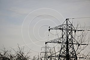 Pylons and birds in silhouette