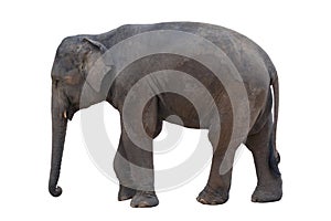 Image of an elephant.