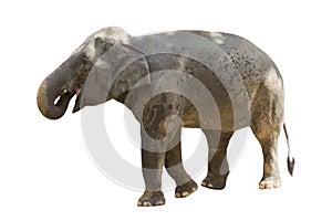 Image of an elephant.