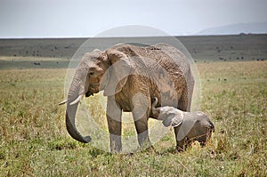 Image of an elephant family in Masai Mara National Park in Kenya