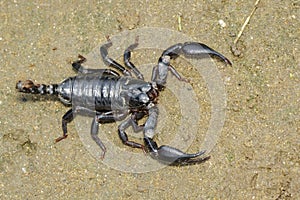 Image of emperor scorpion Pandinus imperator.