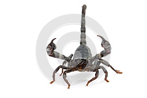 Image of emperor scorpion Pandinus imperator