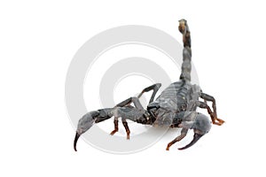 Image of emperor scorpion Pandinus imperator.