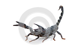 Image of emperor scorpion Pandinus imperator.