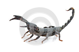 Image of emperor scorpion Pandinus imperator.