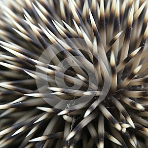 The image emphasizes texture and pattern typical of echinoderms