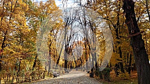 Image of empty alley parc in warm autumn day