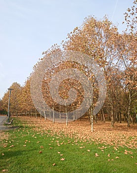 Image of an empty park- simple autumn background