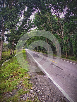 Empty tropical tree lined road