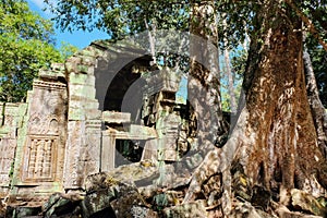 Image of enormous tropical tree roots encroaching and causing damage to ancient Khmer buildings in Cambodia