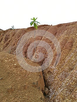 environment scene around the soil texture and pattern of the limestone hill area.