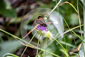 Image of a Erebia butterfly, Nymphalidae, on a blue thistle flower. The focus is on the flowers and butterflies