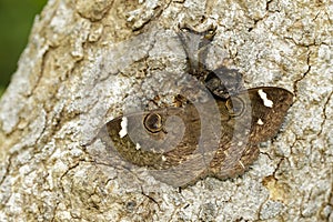 Image of Erebus Hieroglyphica Butterfly on the tree. Insect photo