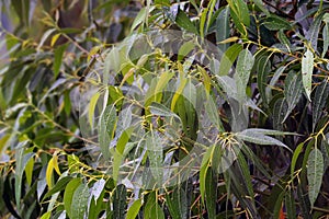 Image of eucalyptus leaves with raindrops!
