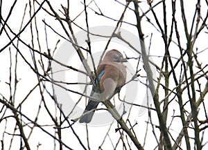 Eurasian jay in a tree