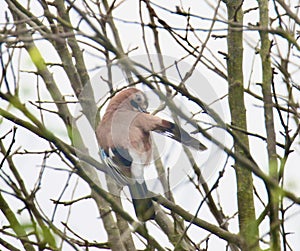 Eurasian jay preening in a tree
