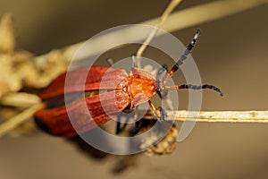 Image of Euryphagus lundii & x28;Cerambycidae& x29; on dry branches. Insec photo