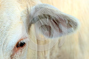 Image of an eye and ear cow