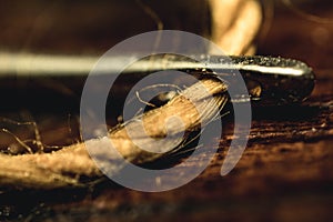 image of the eye of a needle with a cotton thread threaded. macro image, background.