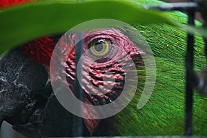 EYE OF GREEN MILITARY MACAW PARROT IN A CAGE
