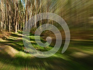 Image of fabulous forest in the summer close-up zoom effect