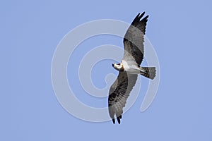 Image of falcon in flight on sky.