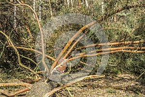 Image of a fallen pine tree in the middle of the forest