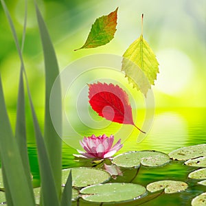 Image of falling autumn leaves and a lotus flower