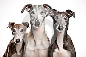 Image of family of greyhounds dog on white background. Pet. Animals.