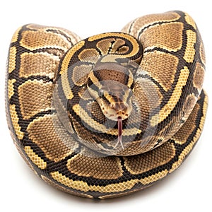 A beautiful ball python coiled up in a heart shape on a white background