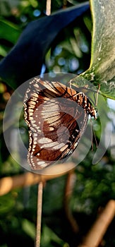Close-Up of a Brown Butterfly Resting on a Leaf photo