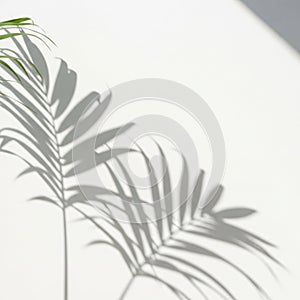 Palm leaf shadow, isolated on transparent background