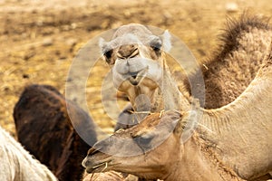 Camel Chewing in a Dry, Sandy Environment
