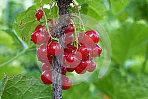 The image features a close-up view of a cluster of ripe red currants attached to a branch, surrounded by lush green leaves