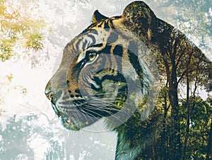 Majestic Tiger Amidst Nature photo