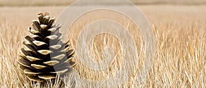 A single pine cone in a field of tall, dry grass.