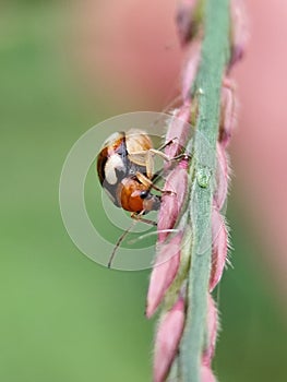 This image features a small tortoise beetle, likely from the tribe Cassidini