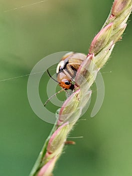 This image features a small tortoise beetle, likely from the tribe Cassidini