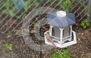 Image of a female cardinal perched on a bird feeder