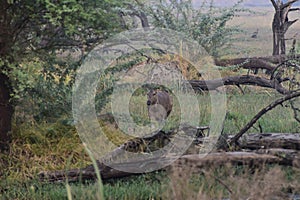 This is an image of a female nilgai or bluebuck in keoladeo national park in rajasthan india