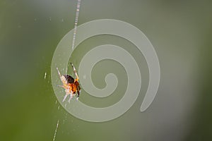 Image of a field spider of the type Araneidae