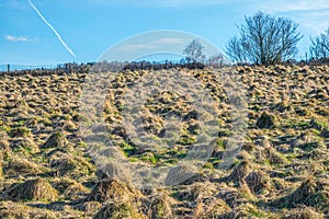 Meadow with strawy heaps photo