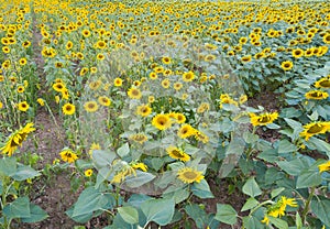 Image of field of sunflowers at sunny day, top view of landscape