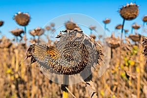 Image of fields of sunflowers